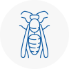 Ladbroke Grove Wasp Nest Removal